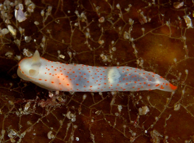 Gymnodoris alba